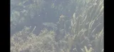 Seminole Killifish, photographed in Florida