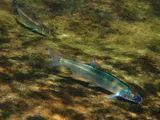 Spotfin Chub, photographed in North Carolina