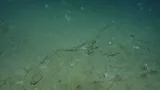 Hollardia goslinei