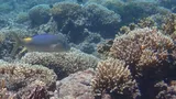Blue Goatfish, photographed in Papua Barat