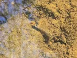 Tessellated Darter, photographed in Virginia