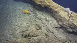 Randall's Snapper
