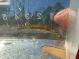 Grass Pickerel, photographed in North Carolina