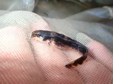 Least Madtom, photographed in Kentucky