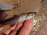 Rainbow Smelt, photographed in Minnesota