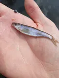 Spotfin Shiner, photographed in Missouri