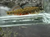 Headwater Darter, photographed in Kentucky