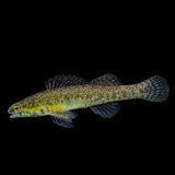 Sawcheek Darter, photographed in North Carolina