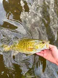 Smallmouth Bass, photographed in Ohio