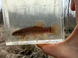 Central Mudminnow, photographed in Kentucky