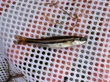 Northern Redbelly Dace, photographed in Wisconsin