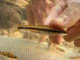 Clear Chub, photographed in Alabama