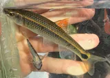 Alabama Shiner, photographed in Alabama