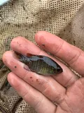 Bantam Sunfish, photographed in Kentucky