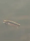Piedmont Darter, photographed in North Carolina