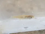 Banded Killifish, photographed in Pennsylvania