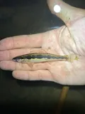Longhead Darter, photographed in New York