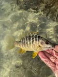Schoolmaster Snapper, photographed in Florida