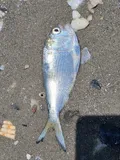Gulf Menhaden, photographed in Louisiana
