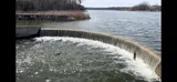Muskellunge, photographed in Wisconsin