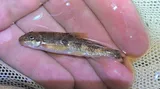 Rustyside Sucker, photographed in Virginia