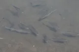Kanda Mullet, photographed in Hawaii