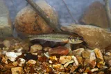 Creek Chub, photographed in Tennessee