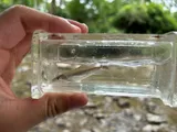 Silverjaw Minnow, photographed in Ohio