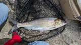 American Shad, photographed in Massachusetts