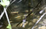 Sacramento Sucker, photographed in California