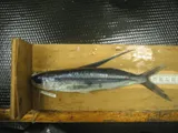 Cosmopolitan Flyingfish
