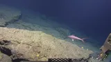 Deepwater Longtail Red Snapper