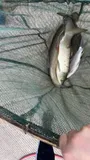 Grass Carp, photographed in Guangdong