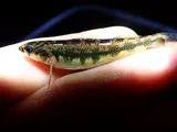 Piedmont Darter, photographed in North Carolina