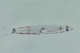 Spinycheek Sleeper