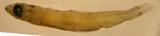 Dwarf Herring, photographed in Colon