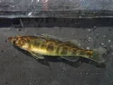 Shield Darter, photographed in New Jersey
