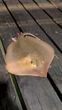 Atlantic Stingray, photographed in Texas