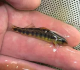 Roanoke Darter, photographed in Virginia