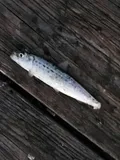 Pacific Sardine, photographed in California