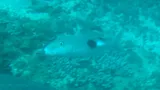 Blackspot Goatfish, photographed in KwaZulu-Natal