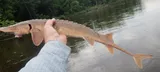 Shovelnose Sturgeon, photographed in Wisconsin