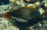Fantail Filefish, photographed in Hawaii
