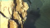 Odontanthias elizabethae