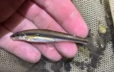 Stargazing Minnow, photographed in Virginia