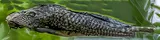 Amazon Sailfin Catfish, photographed in Mato Grosso