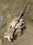 Flathead Catfish, photographed in Texas