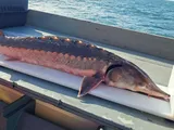 Atlantic Sturgeon, photographed in New Jersey