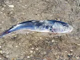 Hardhead Catfish, photographed in Texas