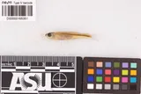 Mimic Shiner, photographed in Oklahoma